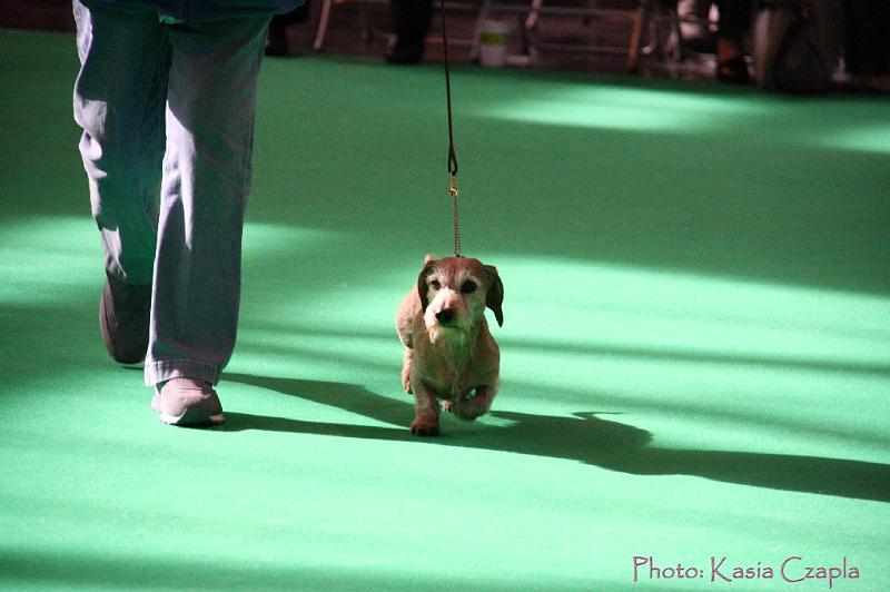 Crufts2011_2 754.jpg